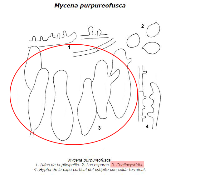 Mycenapurpureofusca.JPG