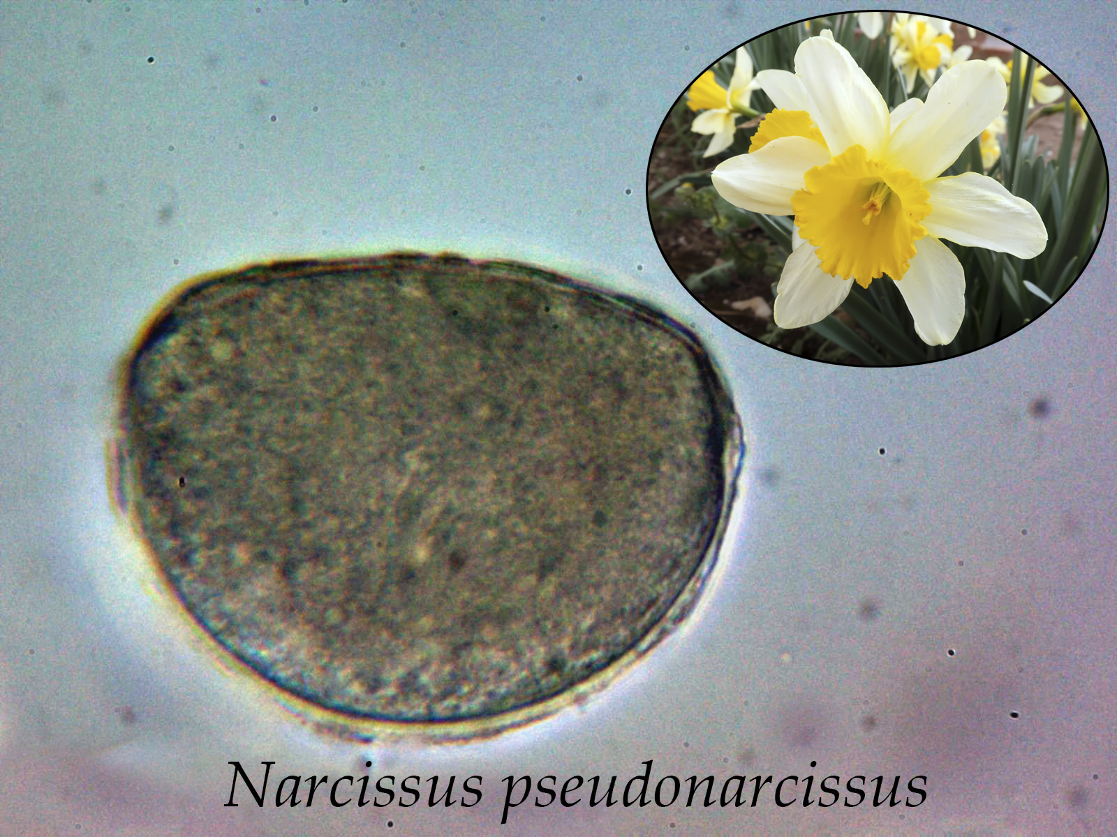 Narcissuspseudonarcissus_2022-05-11.JPG