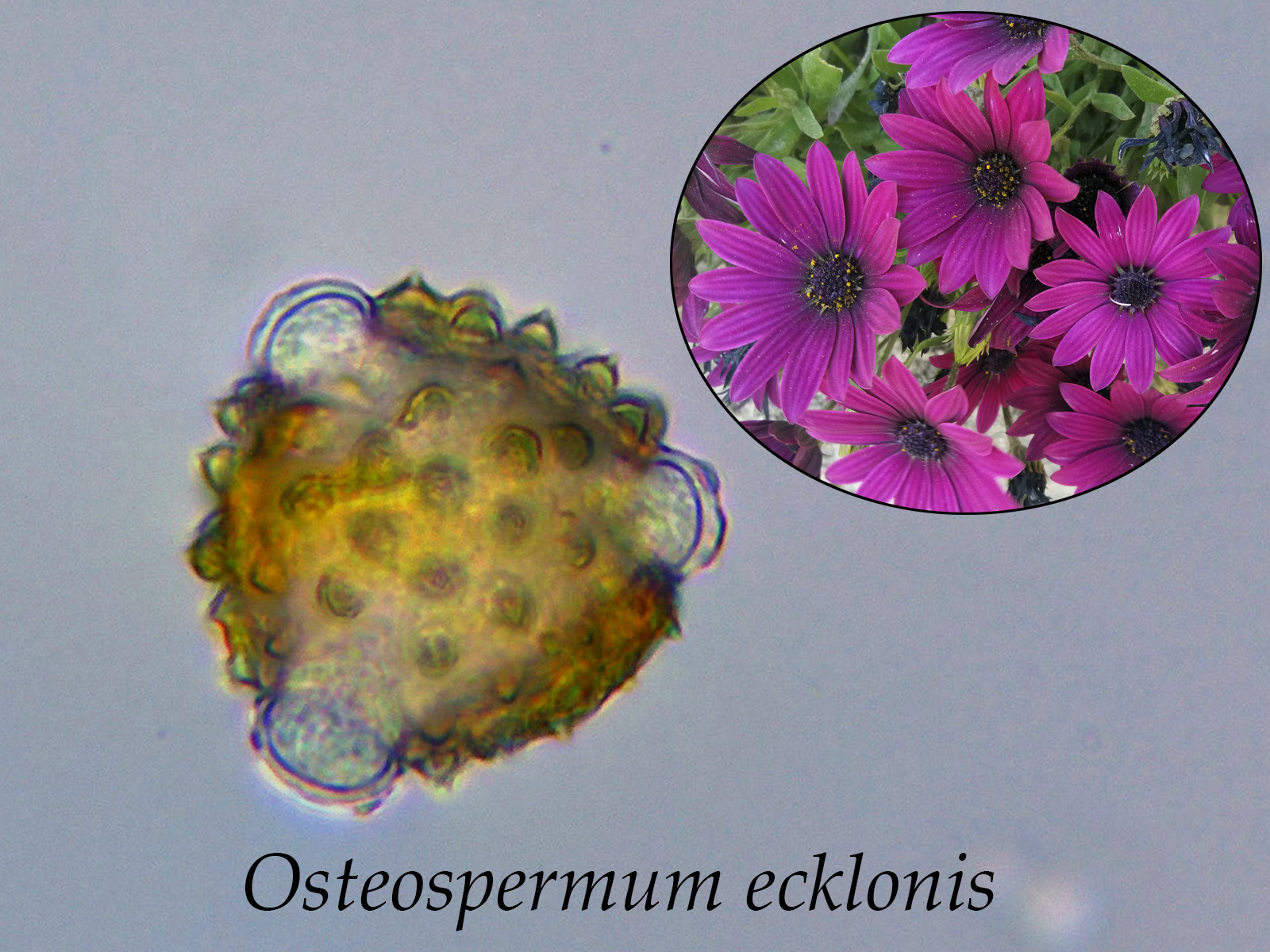 Osteospermumecklonis.jpg