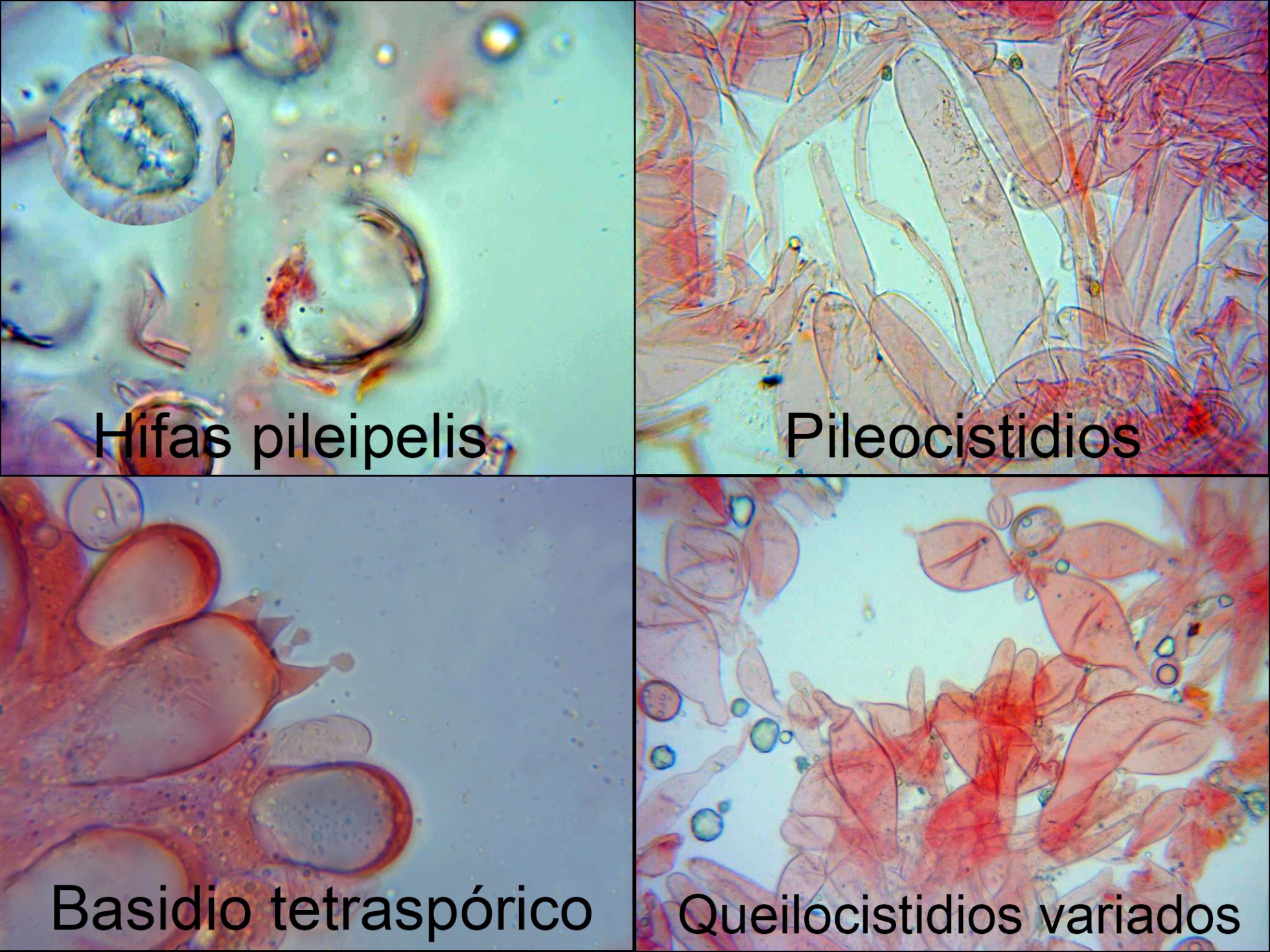Oudemansiellaplatensism_2021-09-01.jpg