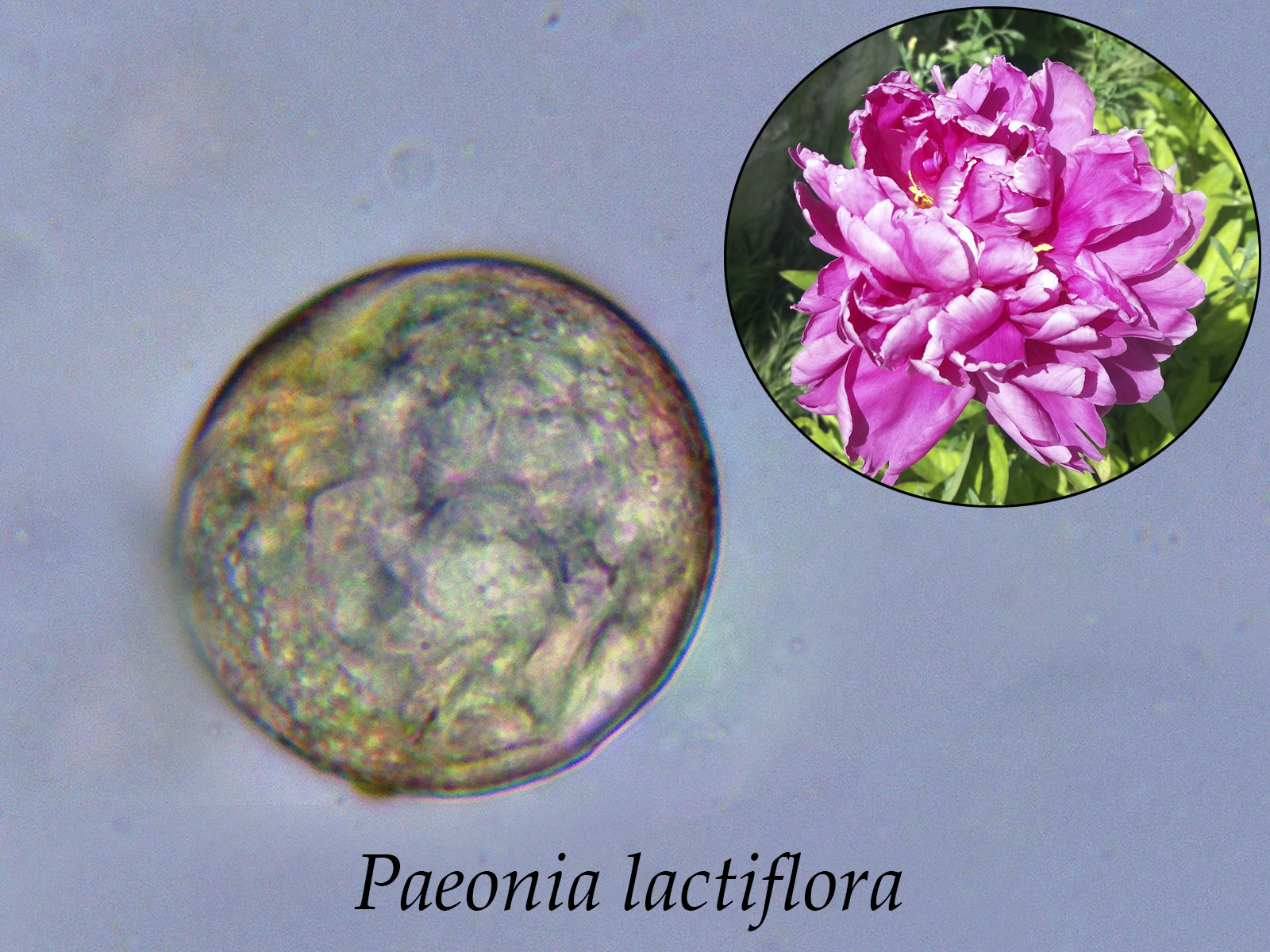 Paeonialactiflora.jpg