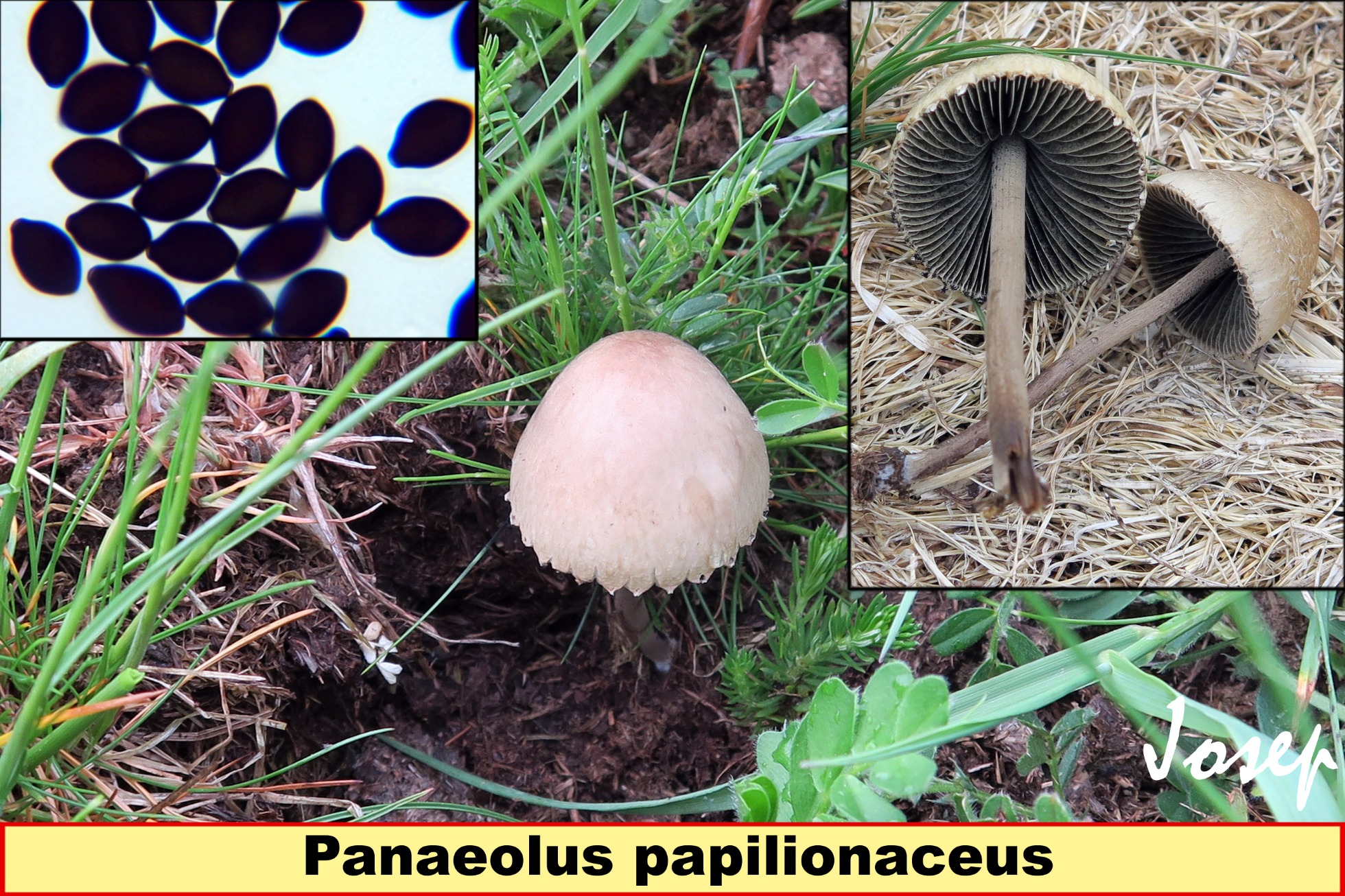 Panaeoluspapilionaceus_2019-01-31.jpg