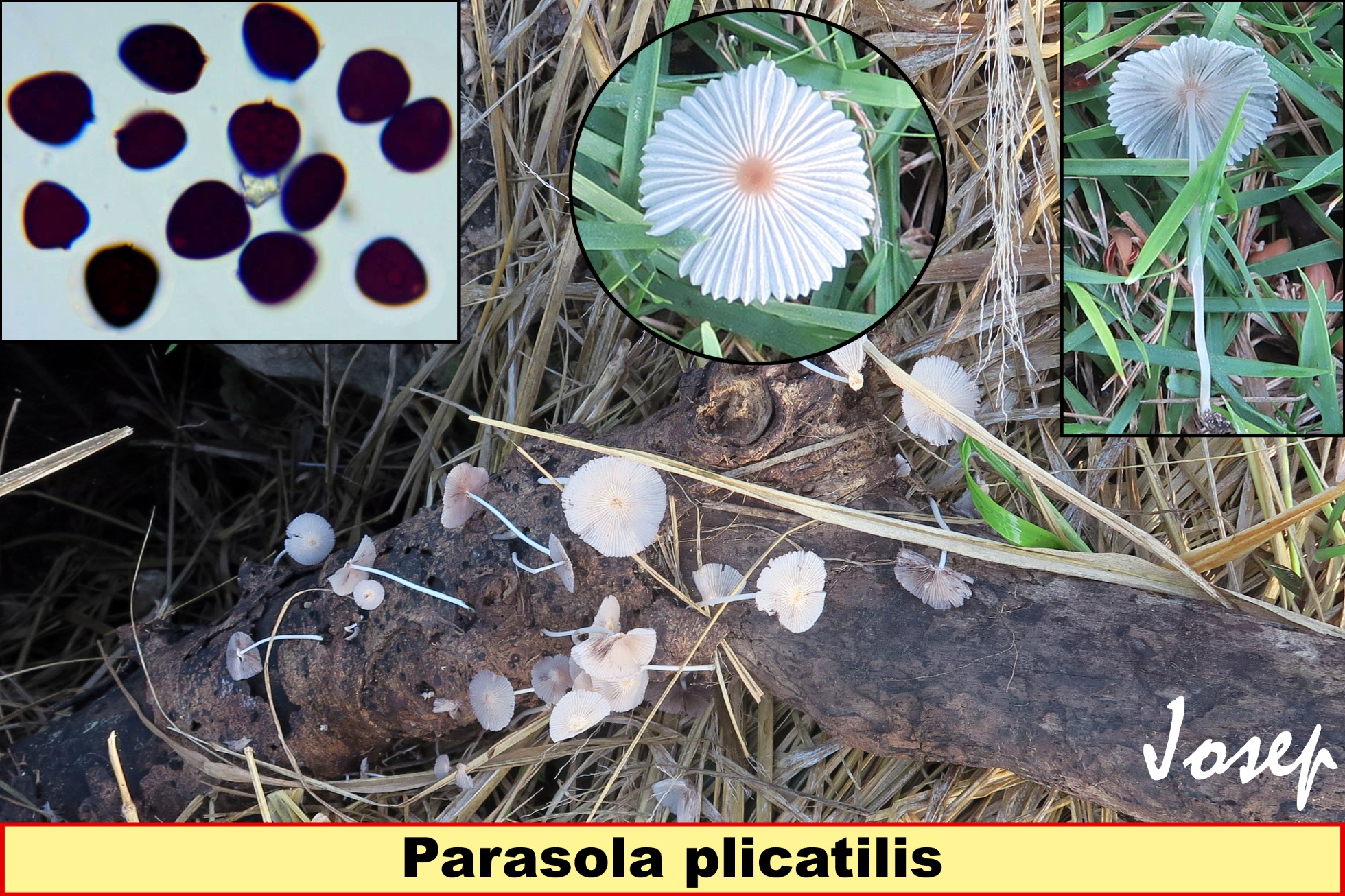Parasolaplicatilis_2022-07-07.jpg