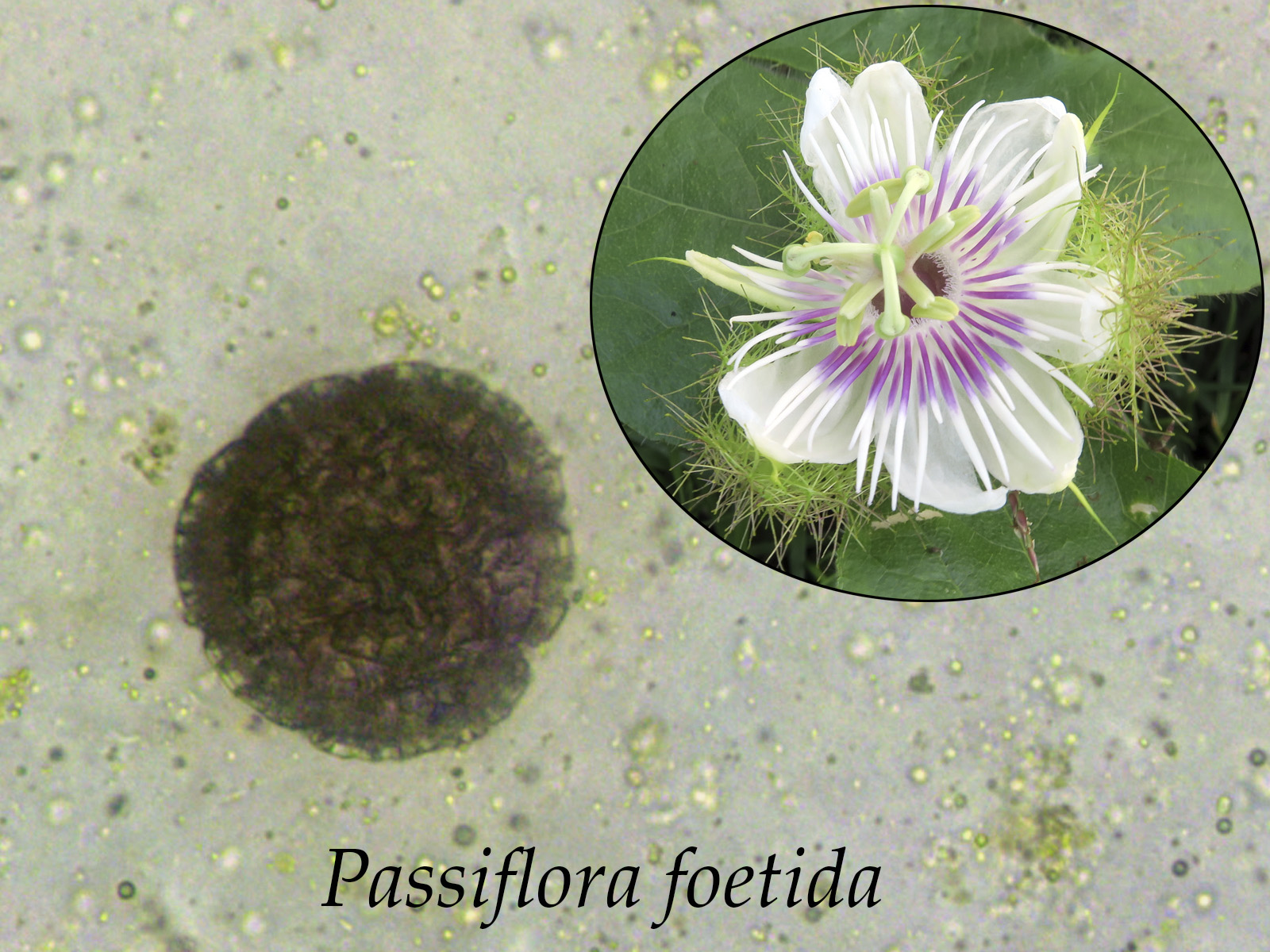 Passiflorafoetida.jpg