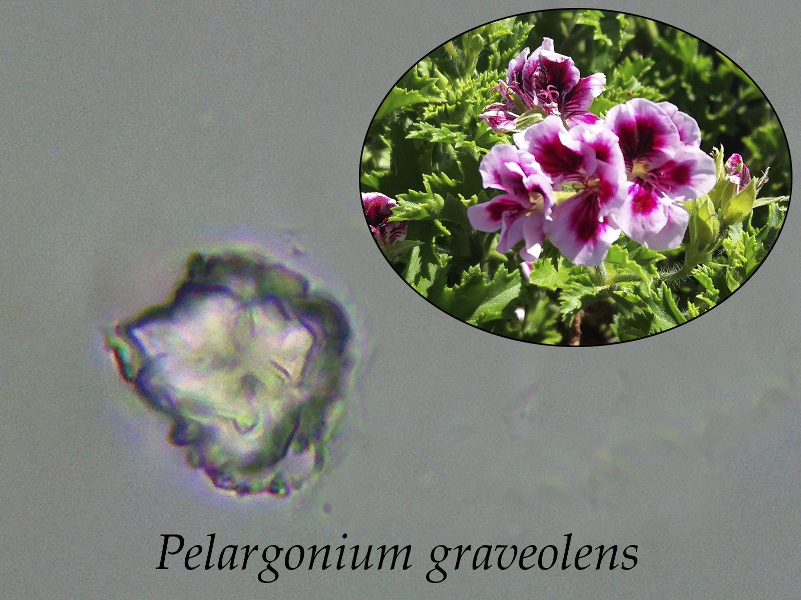 Pelargoniumgraveolens.jpg