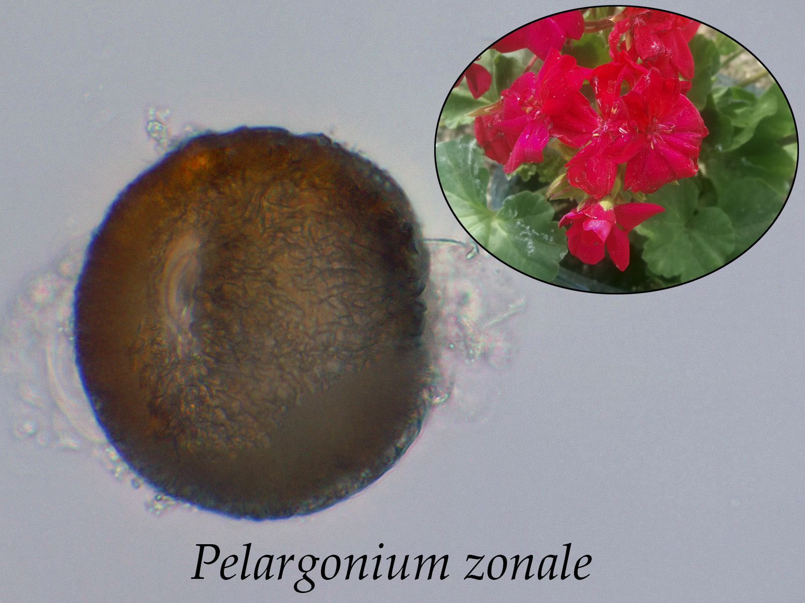 Pelargoniumzonale.jpg