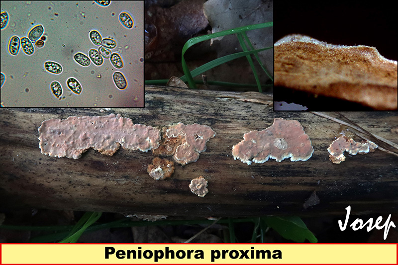 Peniophoraproxima.jpg