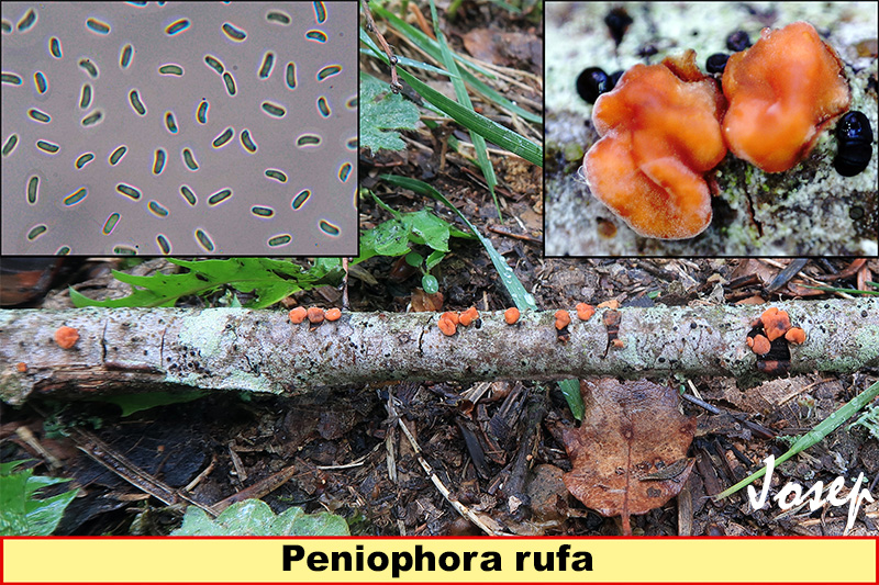 Peniophorarufa.jpg