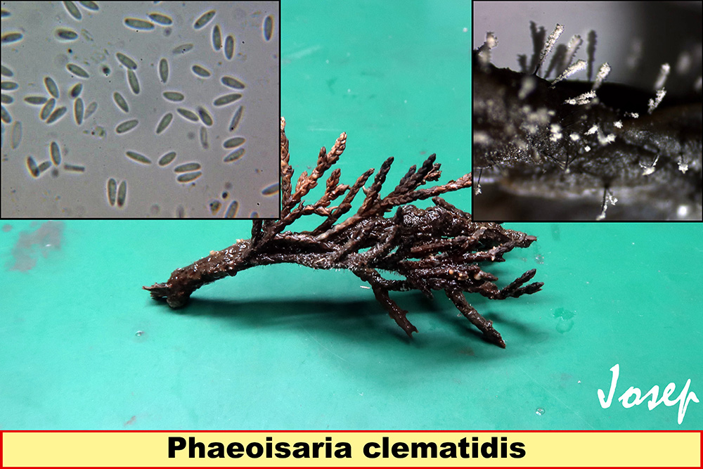 Phaeoisariaclematidis.jpg