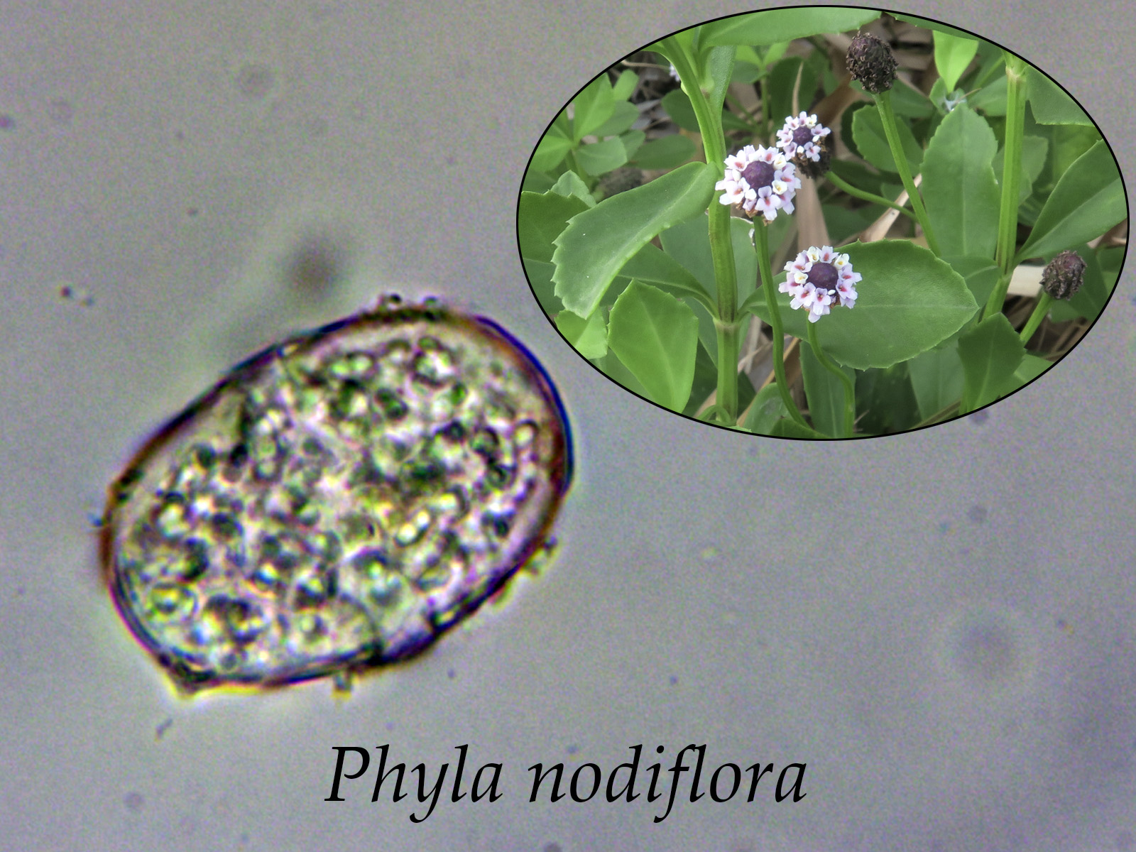 Phylanodiflora.jpg