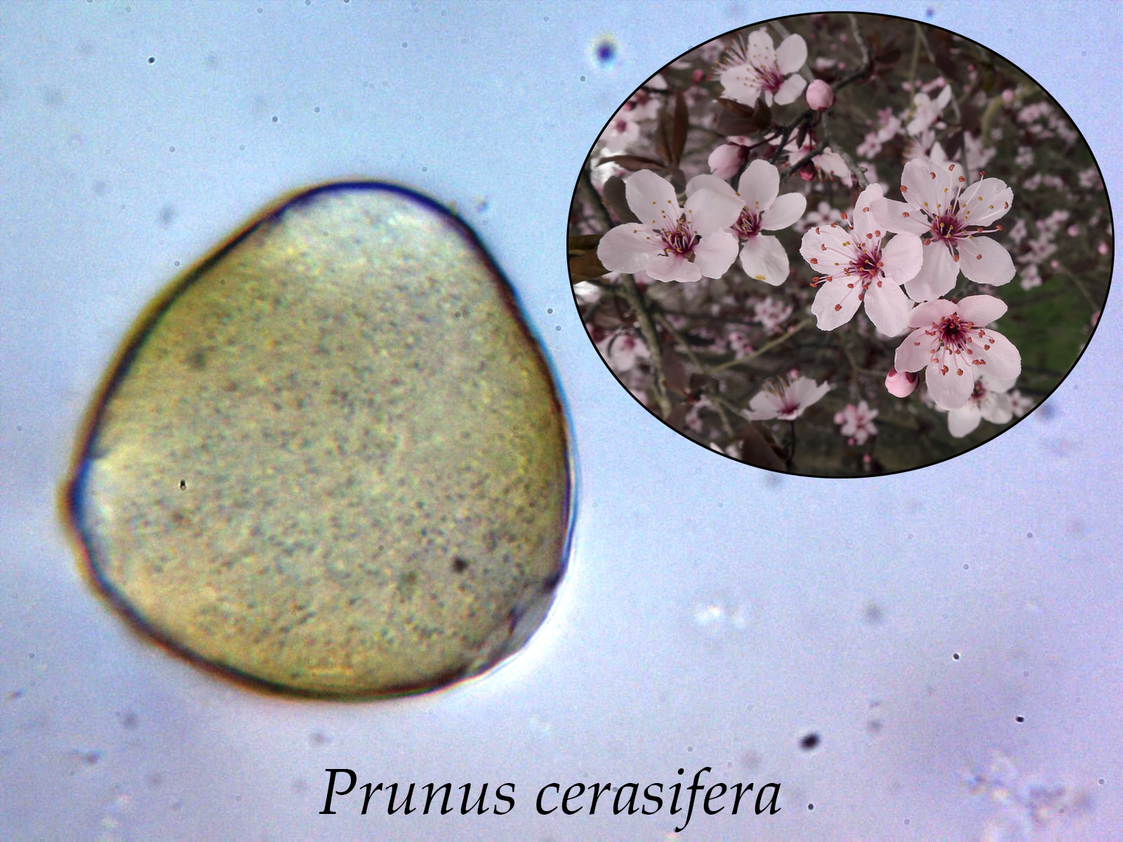 Prunuscerasifera.JPG