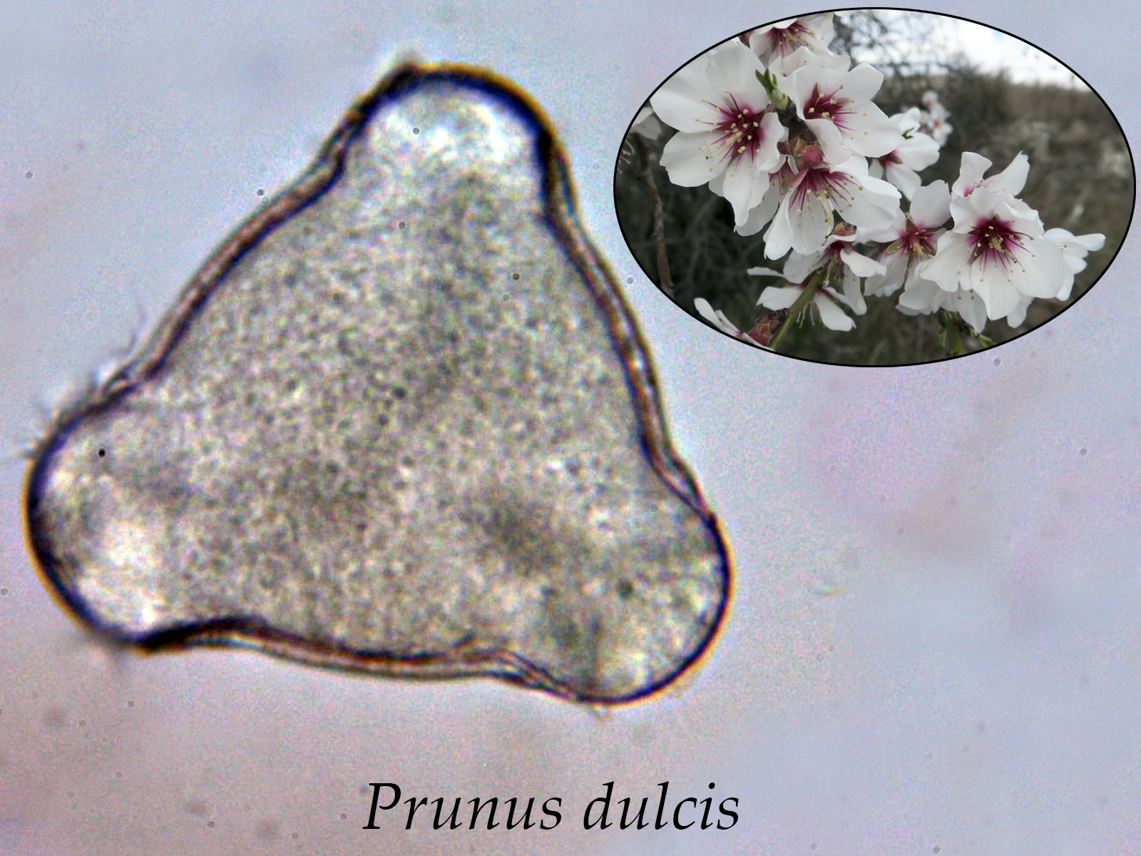 Prunusdulcis.jpg