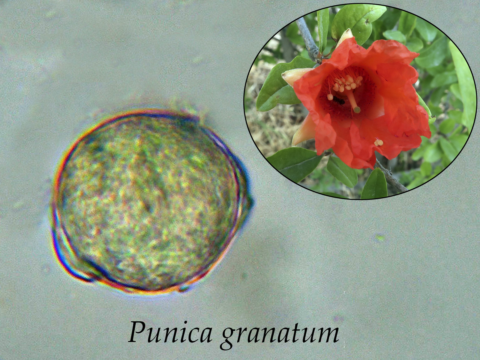 Punicagranatum.jpg