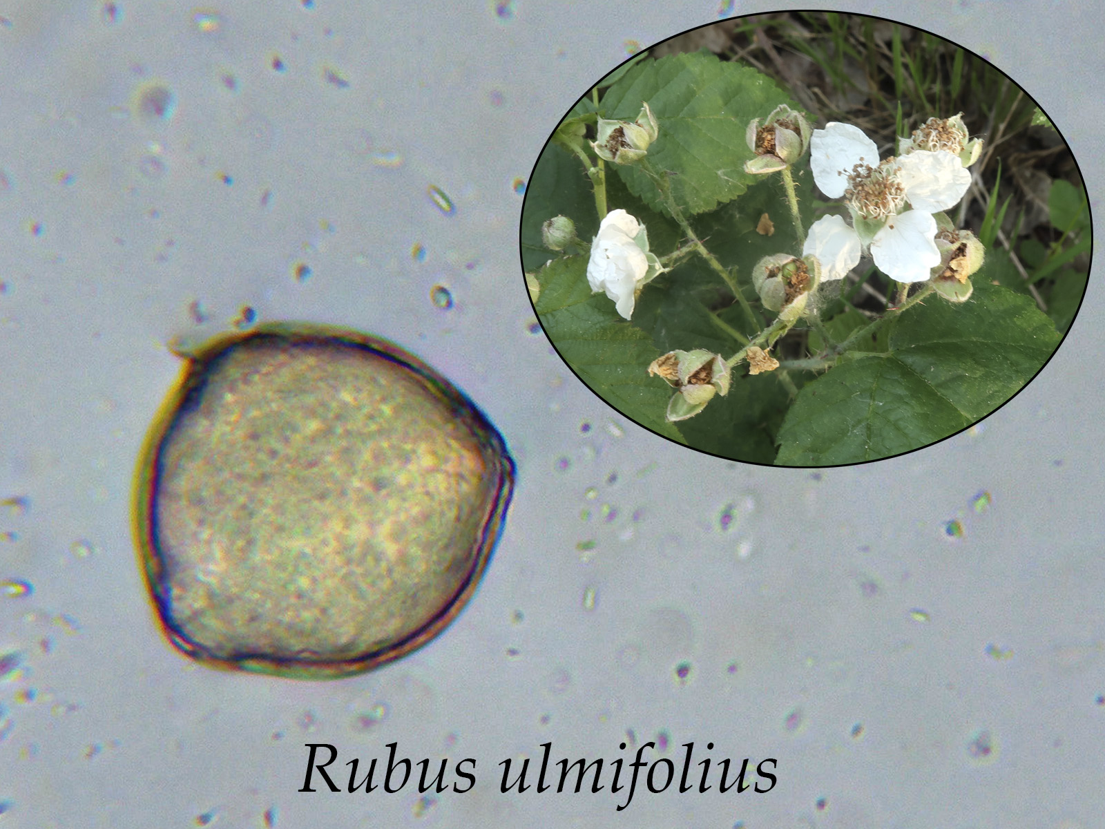Rubusulmifolius.jpg