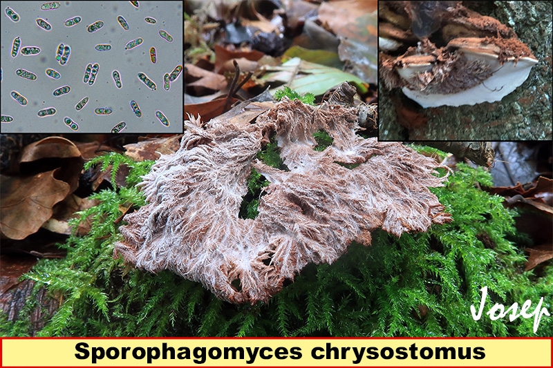 Sporophagomyceschrysostomus.jpg