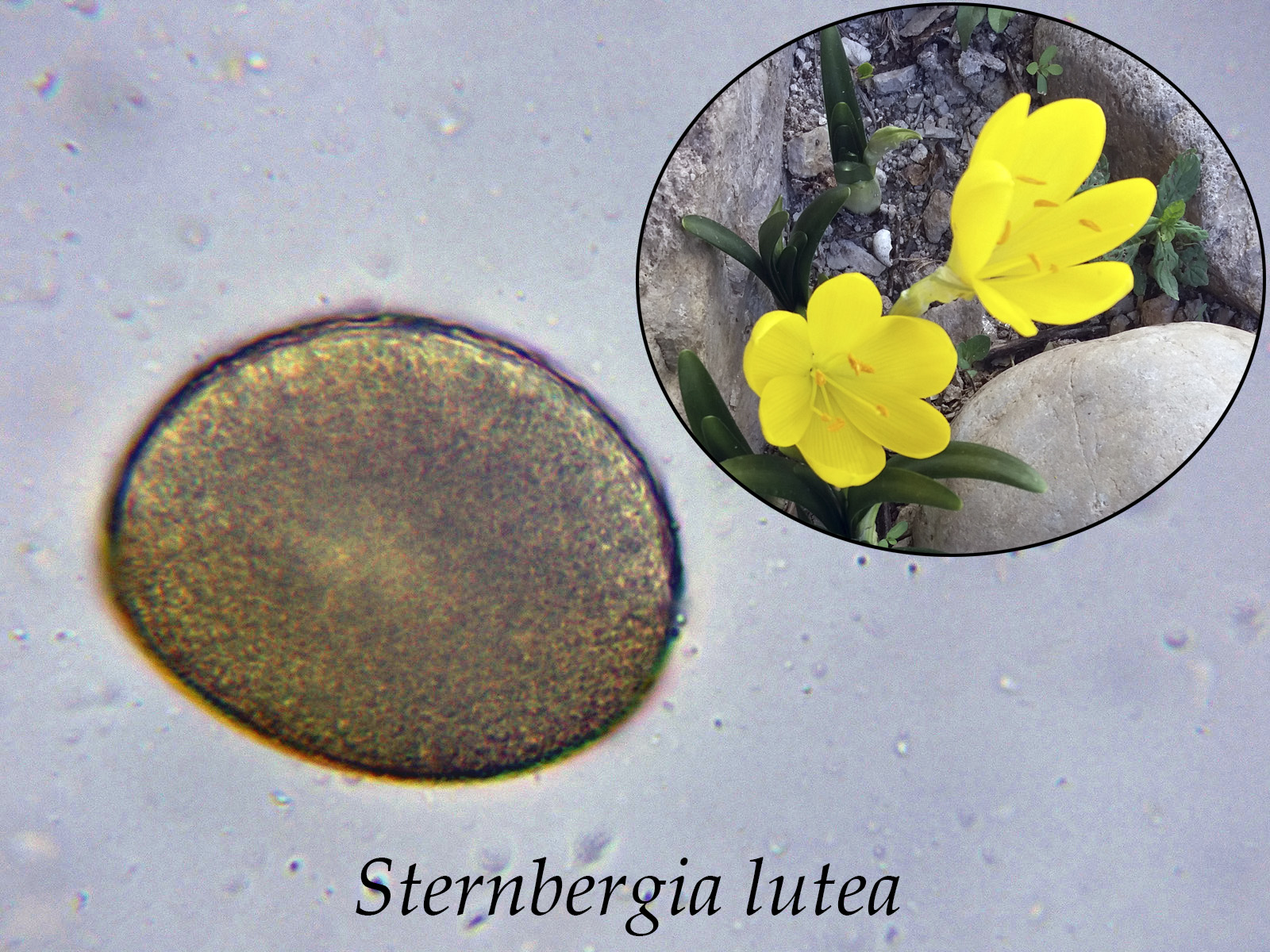 Sternbergialutea.jpg