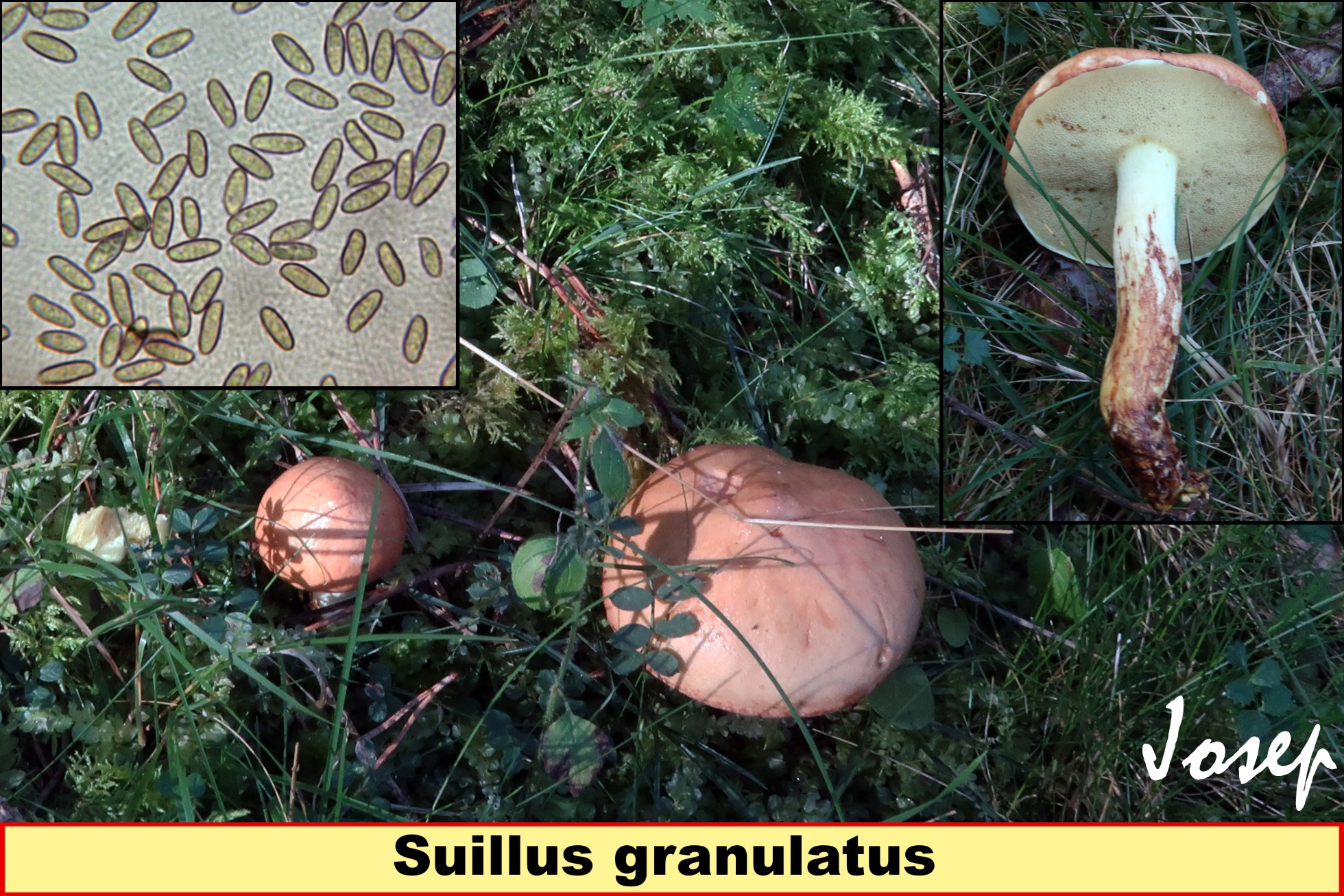 Suillusgranulatus_2021-01-26.jpg