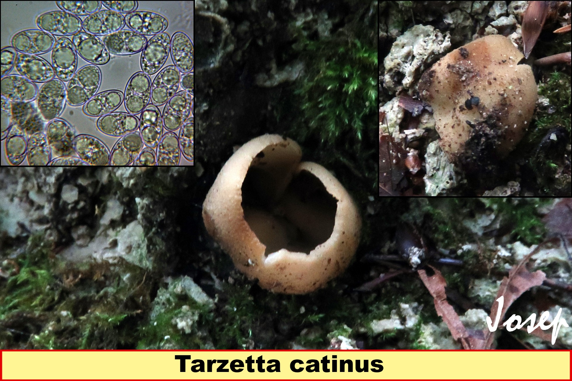 Tarzettacatinus_2021-05-05-2.jpg