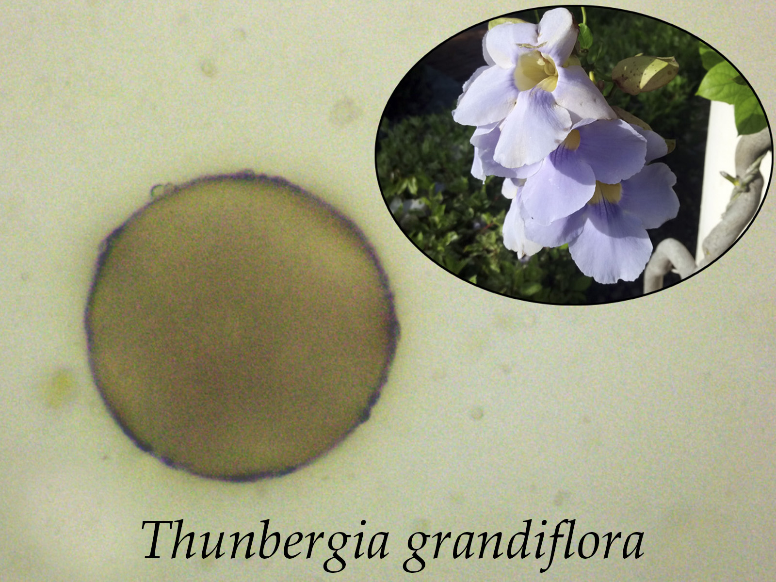 Thunbergiagrandiflora.jpg