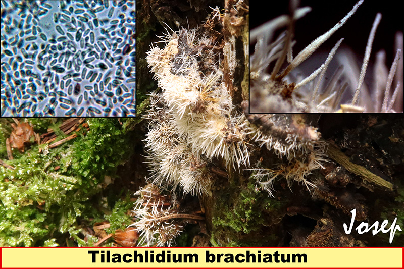 Tilachlidiumbrachiatum.jpg