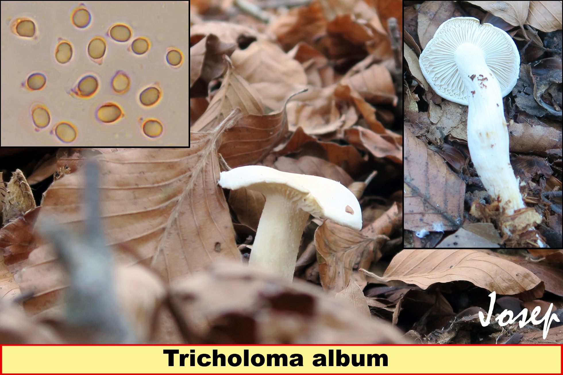 Tricholomaalbum_2018-10-29.jpg