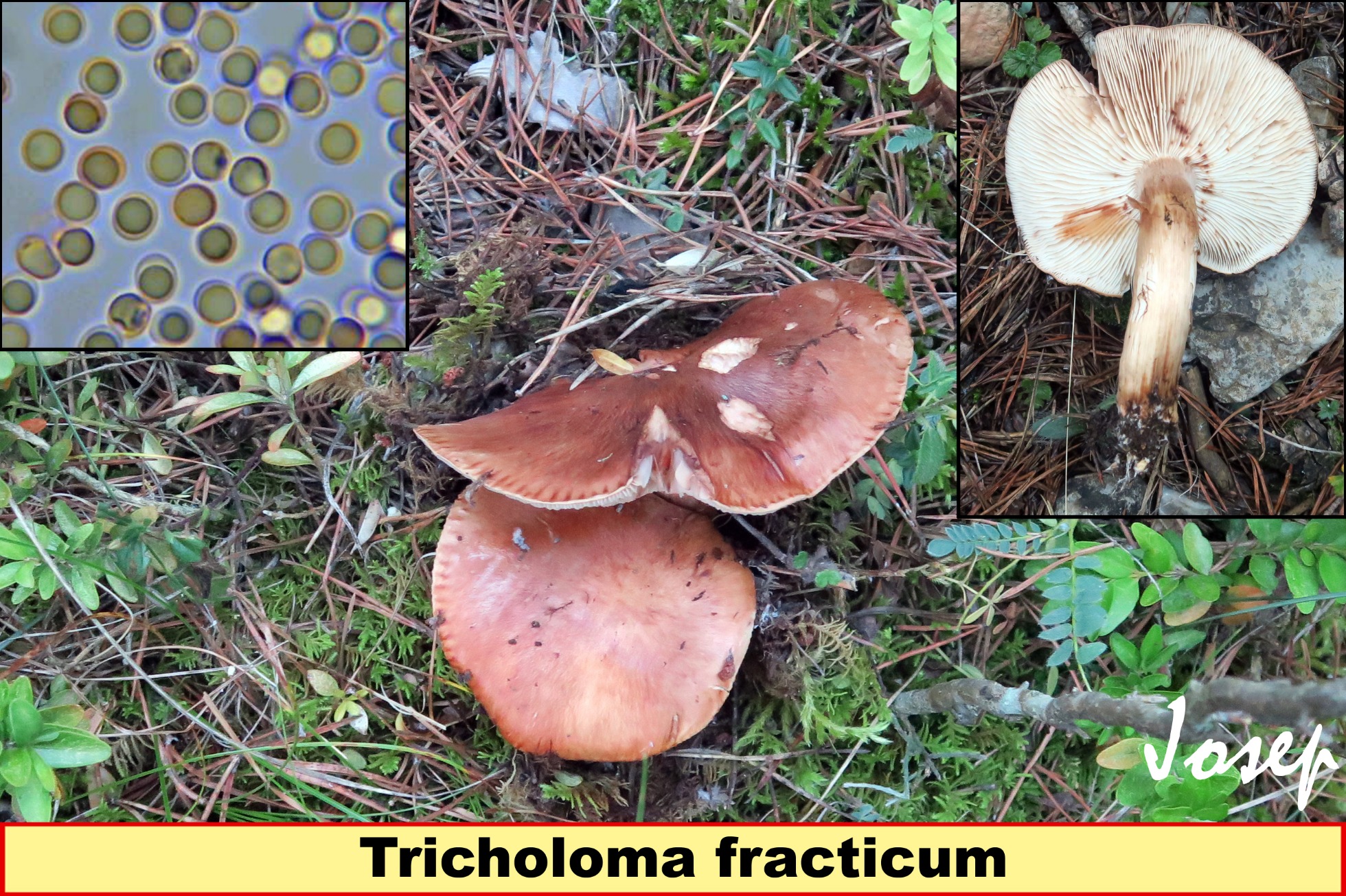 Tricholomafracticum_2018-11-29.jpg