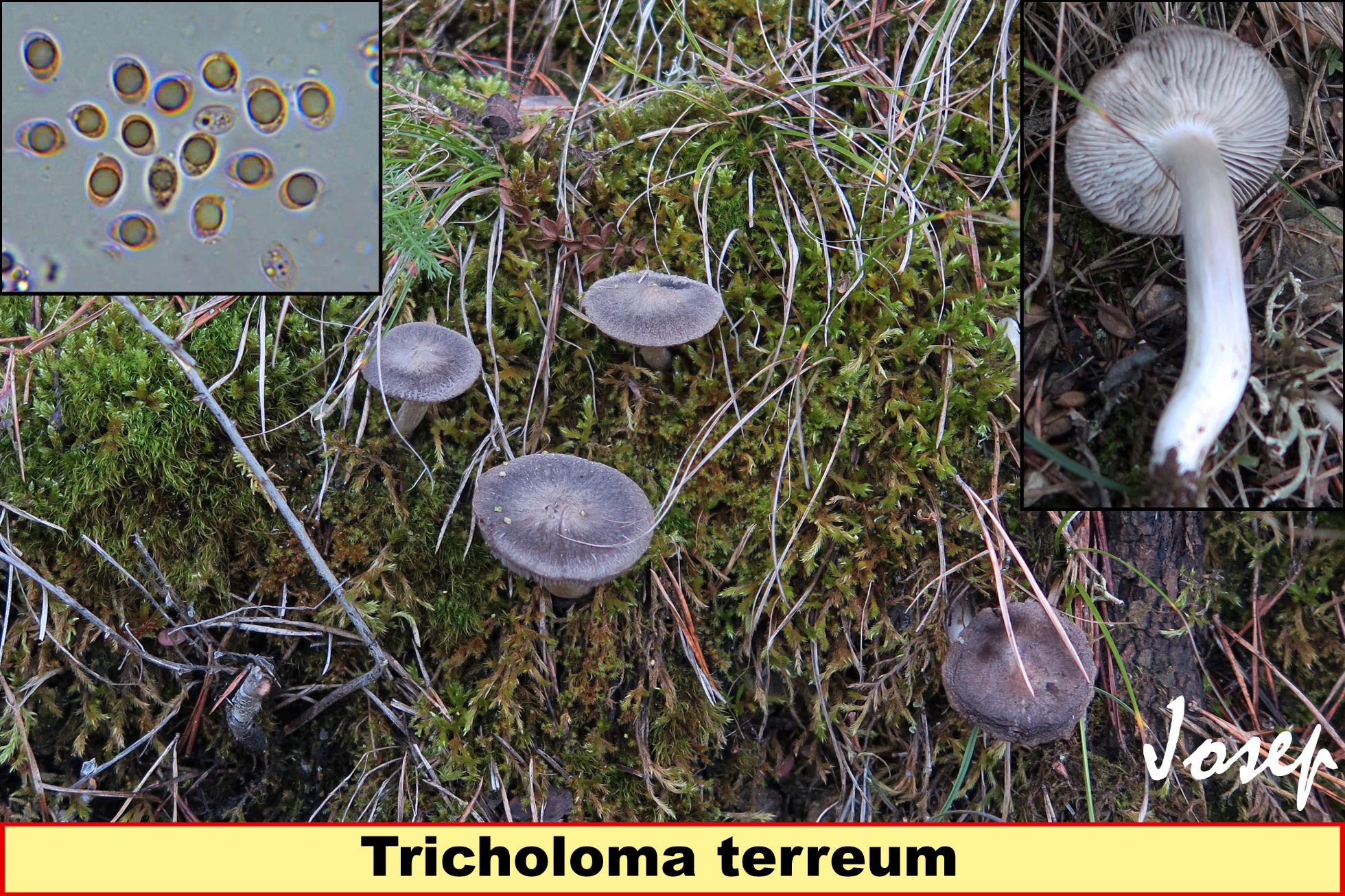 Tricholomaterreum_2021-03-30.jpg