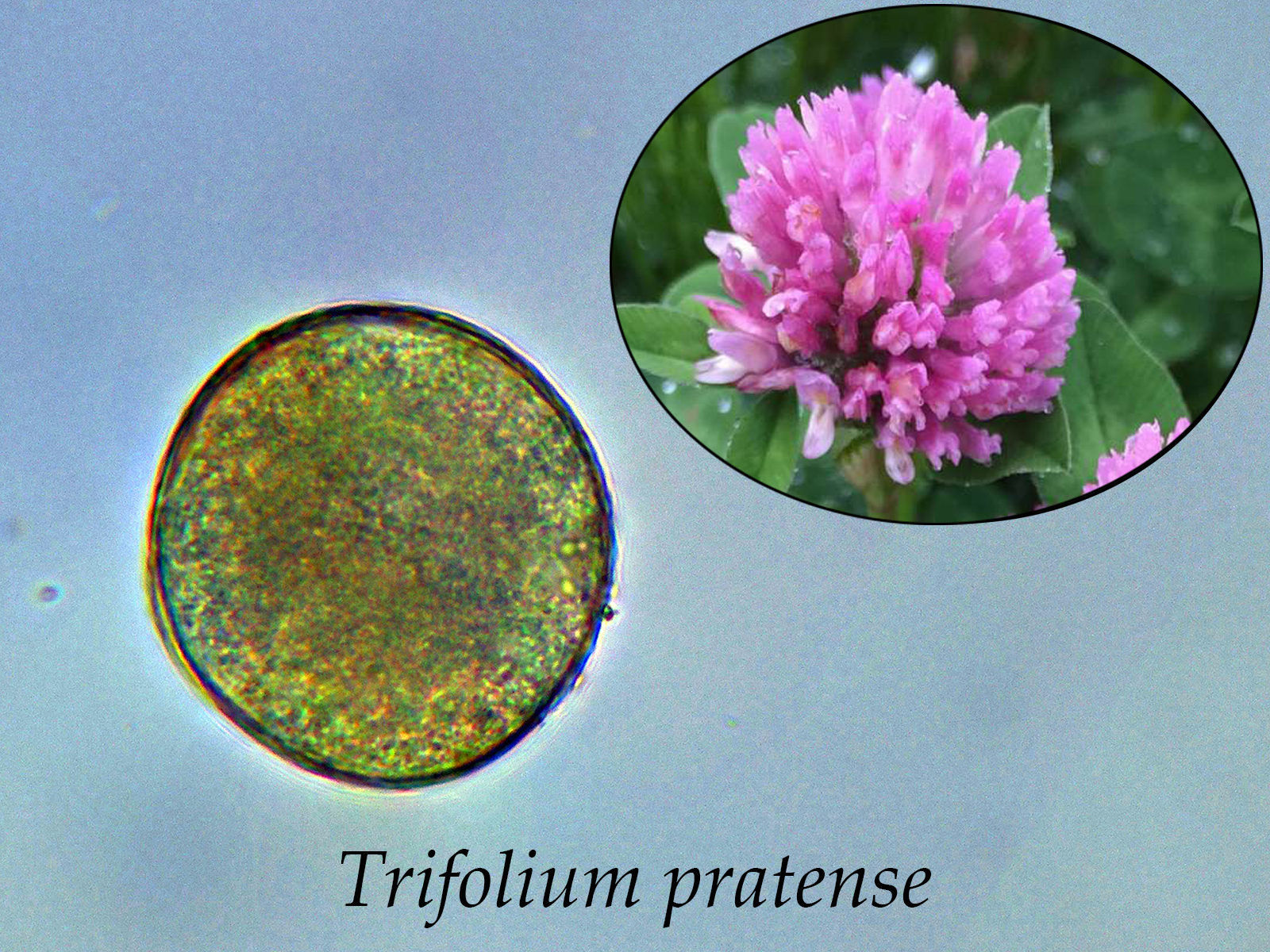 Trifoliumpratense.jpg