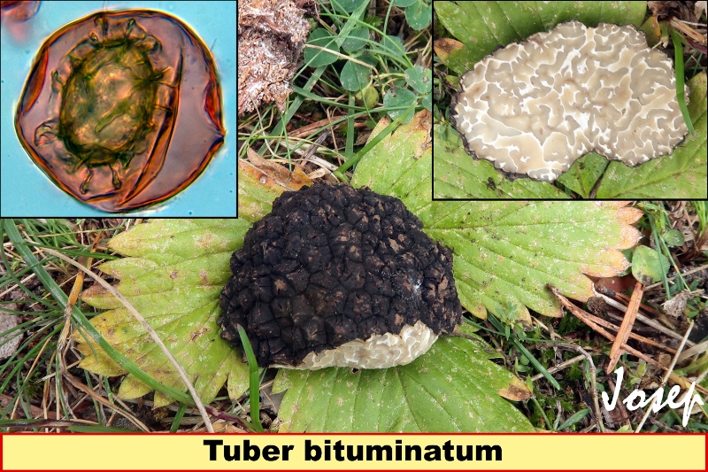 Tuberbituminatum800x533.jpg