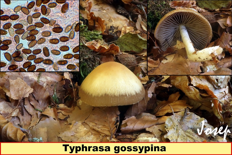 Typhrasagossypina800x533.jpg