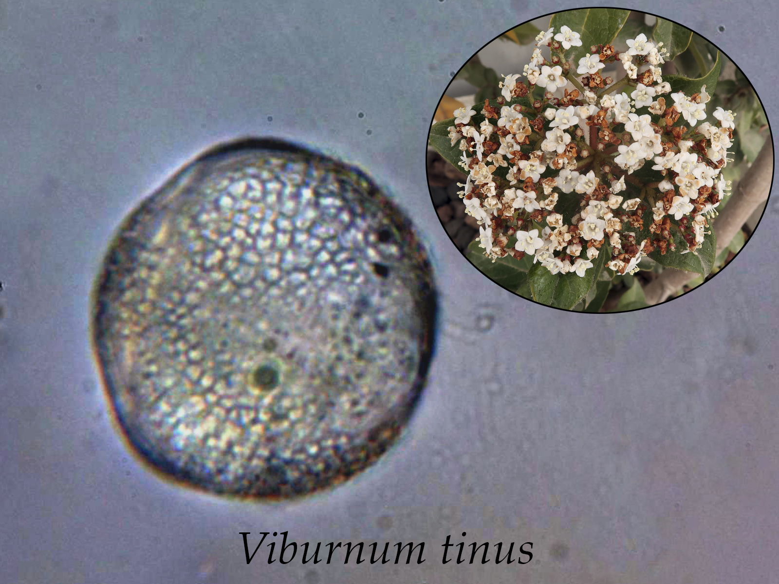 Viburnumtinus.JPG
