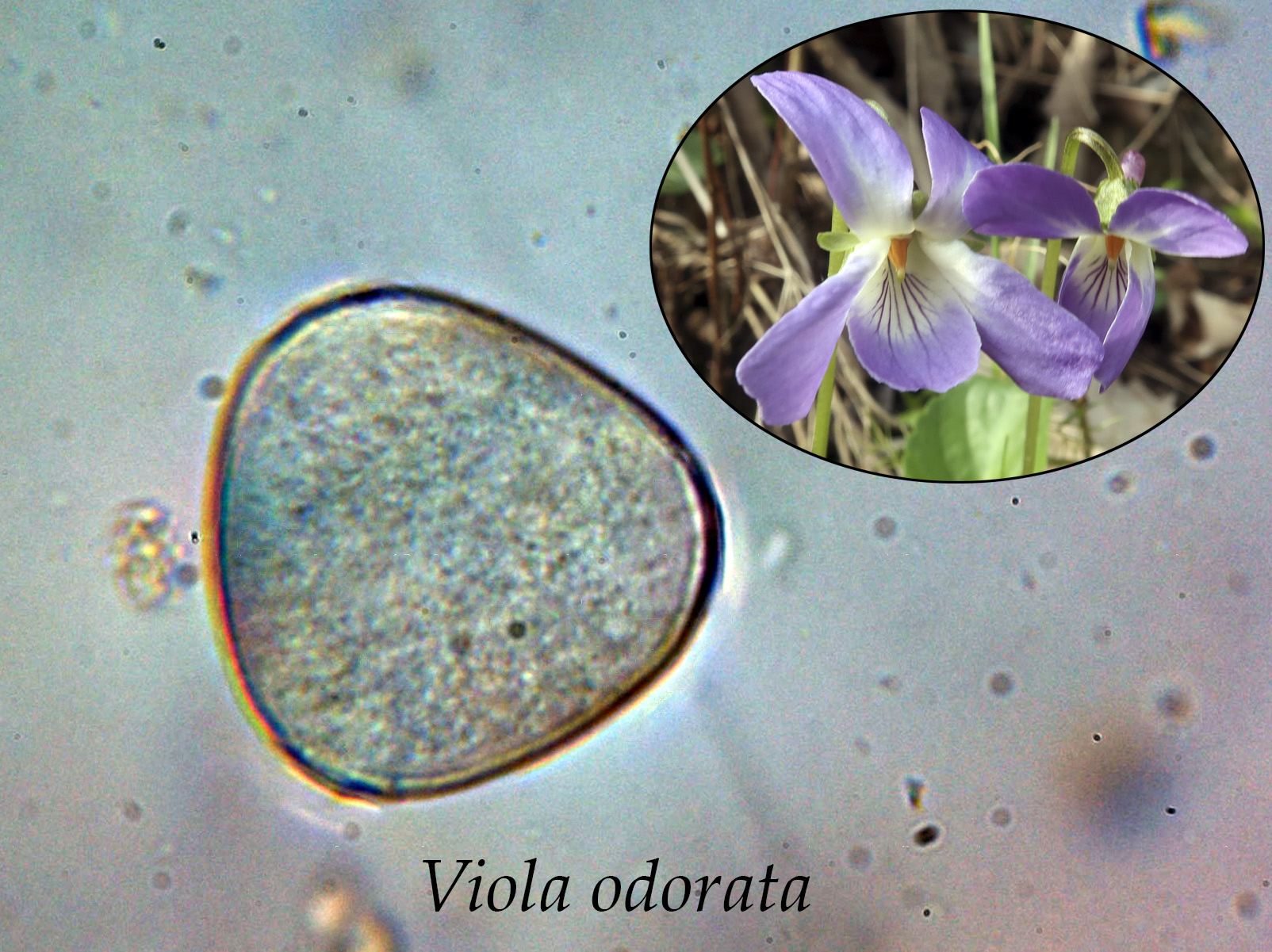 Violaodorata.jpg