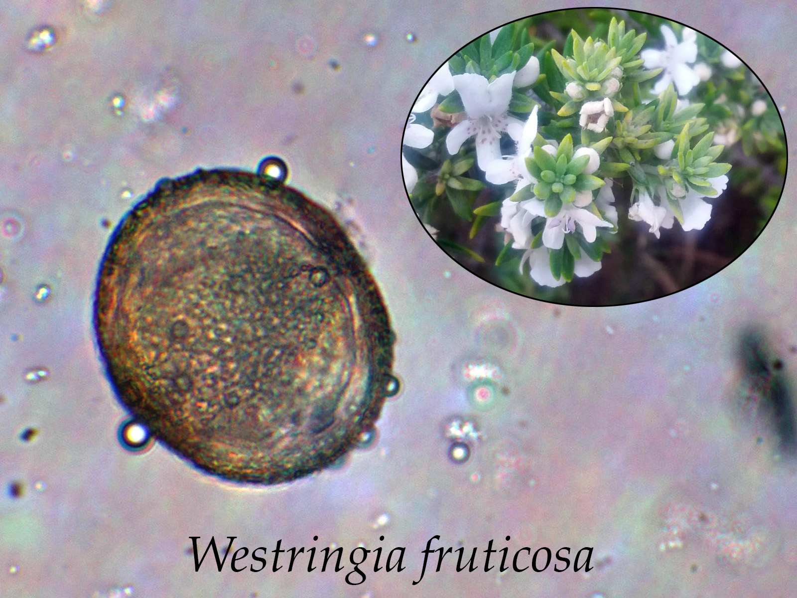 Westringiafruticosa.jpg