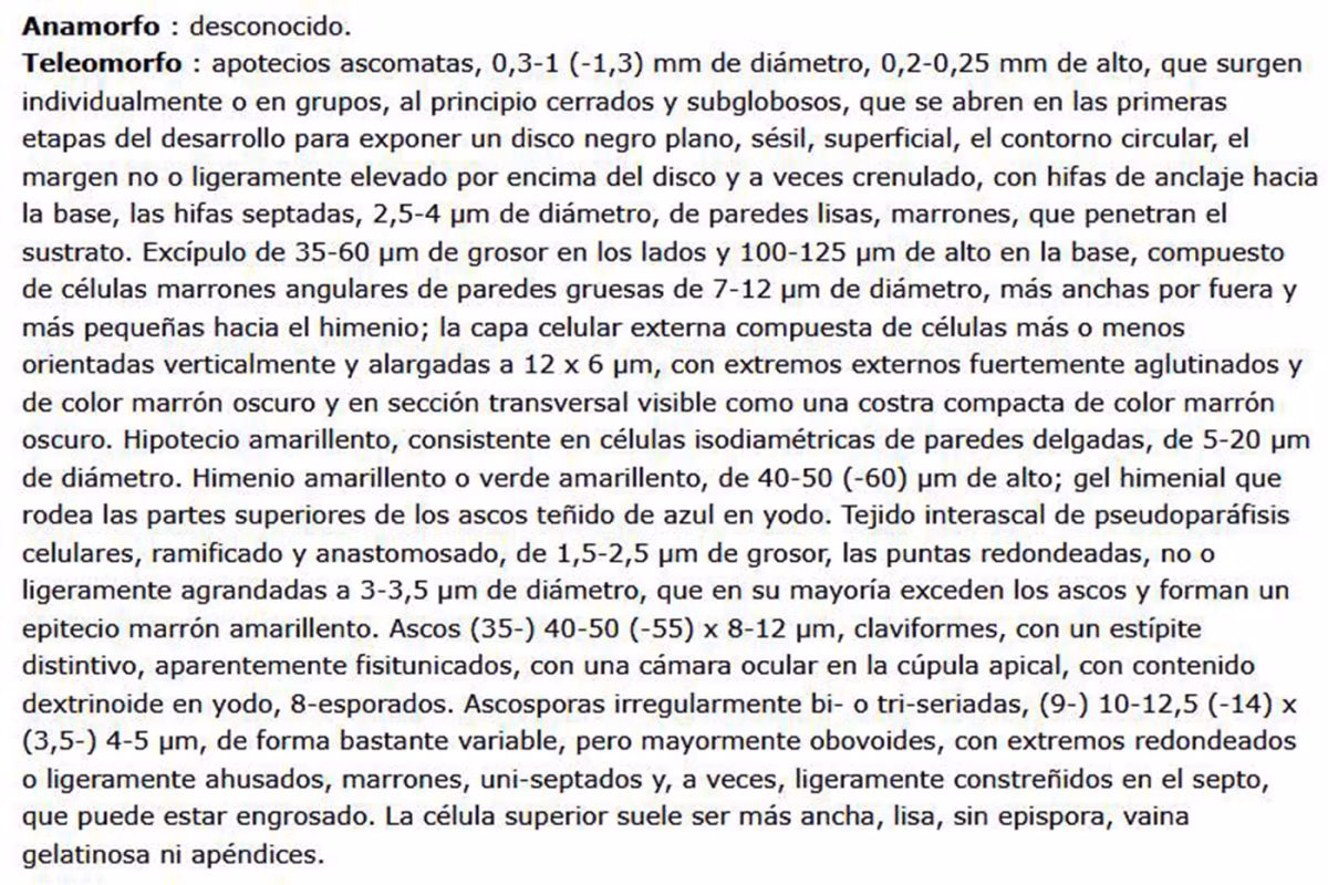 Adjunto