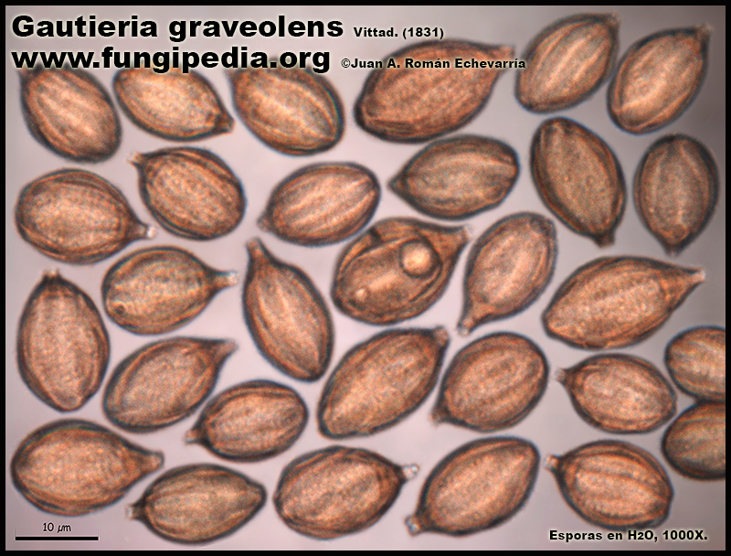2-6Gautieriagraveolens_Microscopia.jpg
