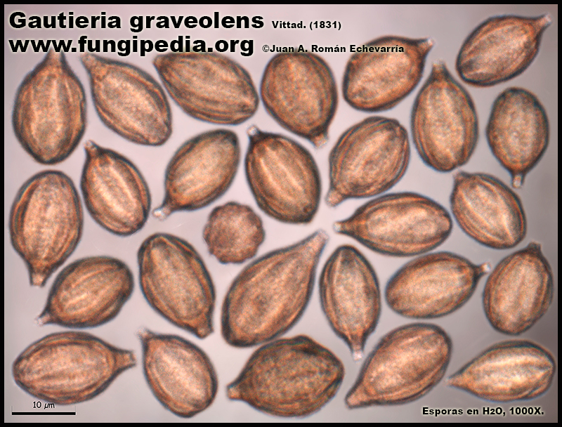 2-9Gautieriagraveolens_Microscopia.jpg