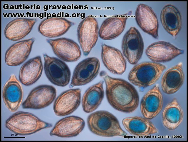 3-7Gautieriagraveolens_Microscopia.jpg