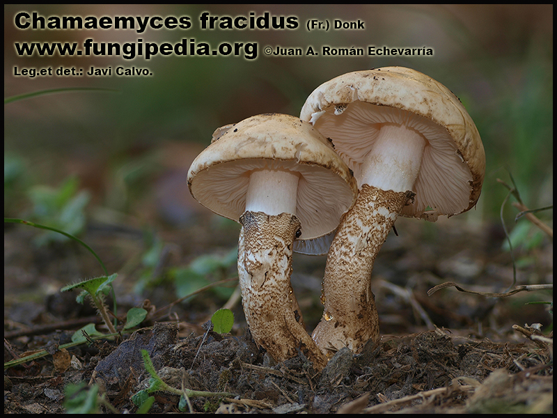 Chamaemyces_fracidus_Fotografia.jpg