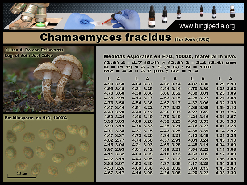 Chamaemyces_fracidus_Microscopia_Microscopy.jpg