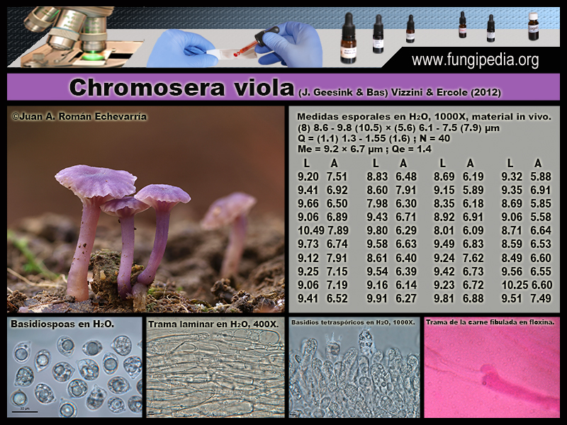 Chromosera_viola_Microscopia_Microscopy1.jpg