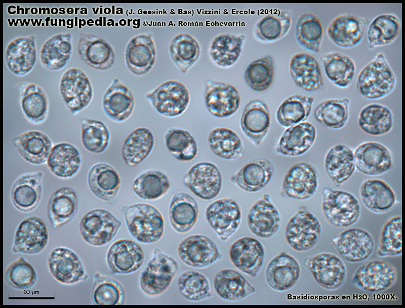 Chromosera_viola_Microscopia_Microscopy2.jpg