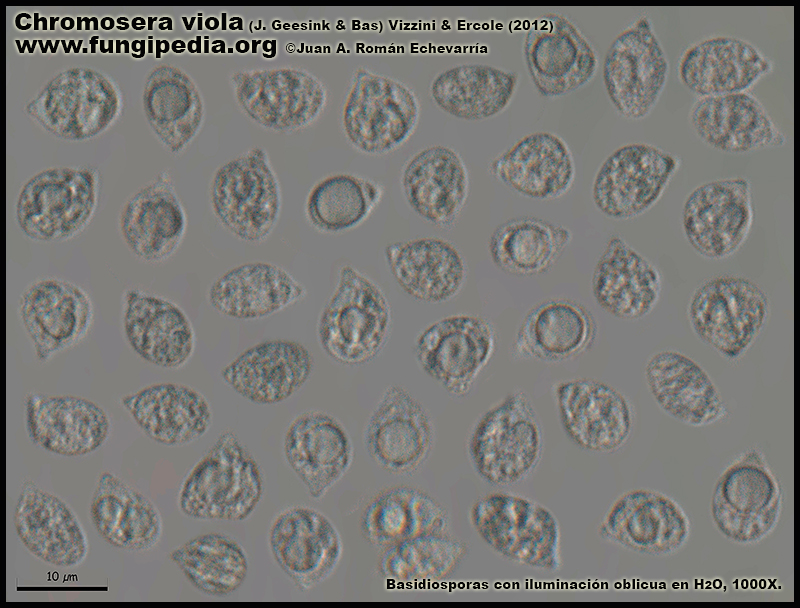 Chromosera_viola_Microscopia_Microscopy3.jpg