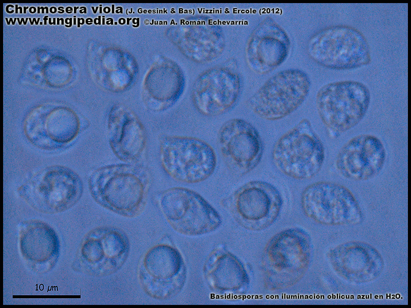 Chromosera_viola_Microscopia_Microscopy4.jpg