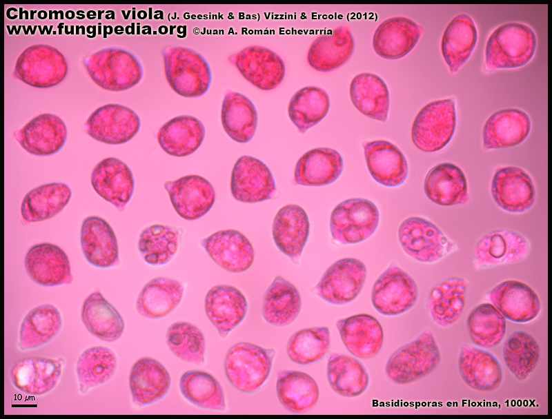 Chromosera_viola_Microscopia_Microscopy5.jpg