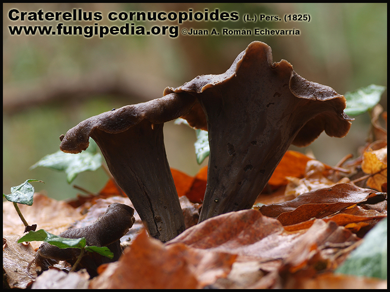 Craterellus_cornucopioides_Fotografia1.jpg