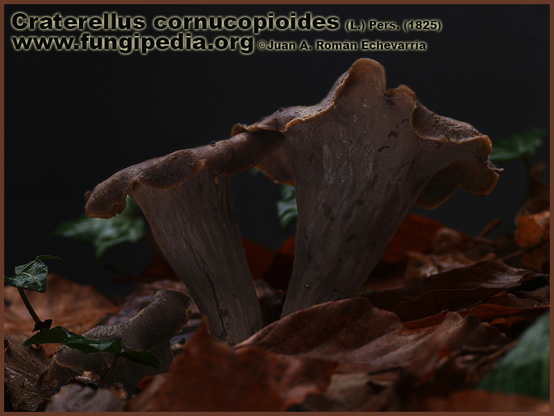Craterellus_cornucopioides_Fotografia2.jpg