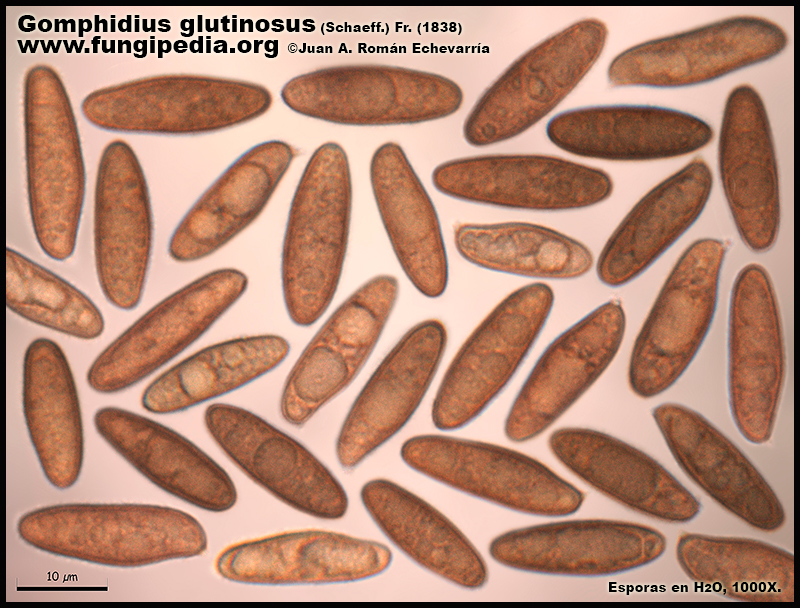 Gomphidius_glutinosus_Microscopia_Microscopy4-4.jpg