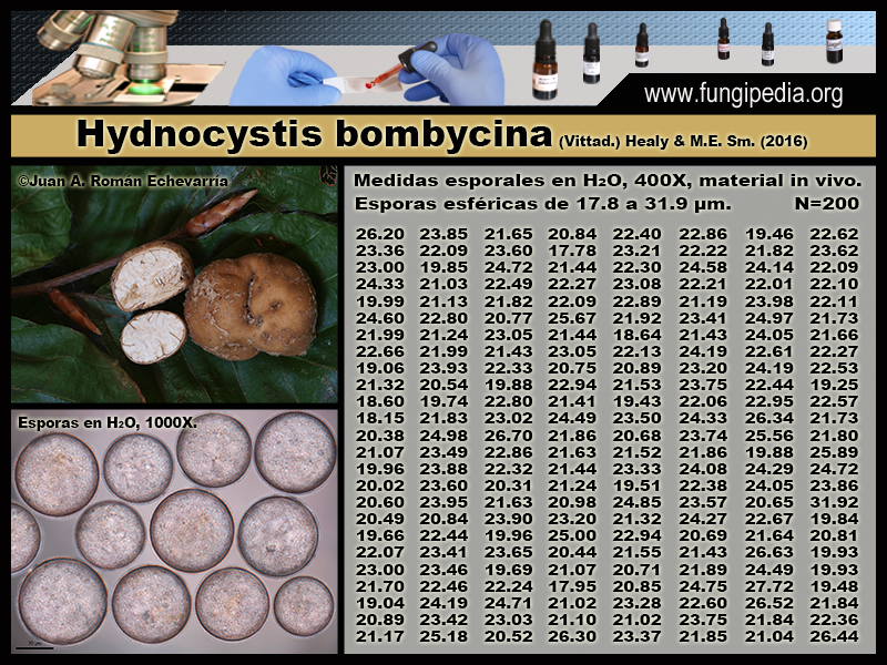 Hydnocystis_bombycina_Microscopia_Microscopy1-1.jpg