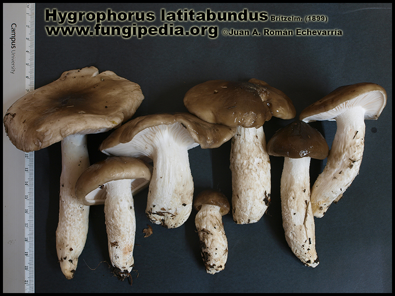 Hygrophorus_latitabundus_Fotografia1.jpg