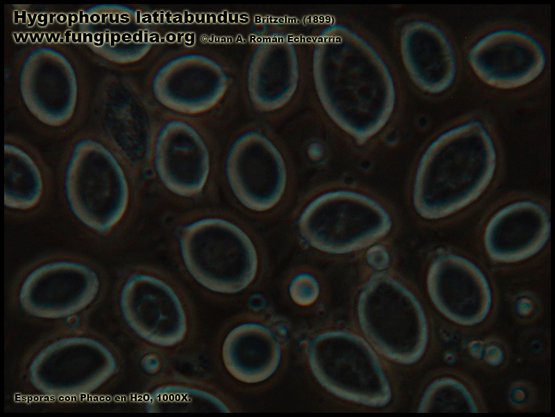 Hygrophorus_latitabundus_Microscopia_Microscopy8-3.jpg